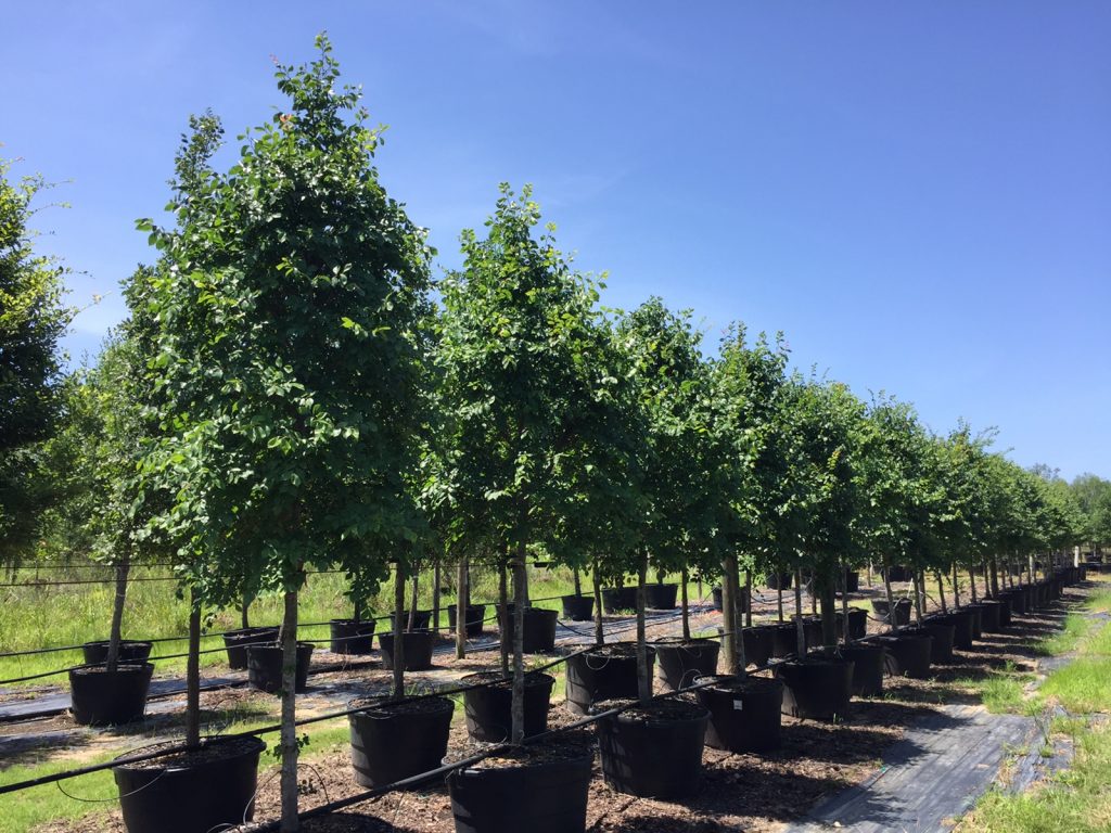 Lacebark Elm – Golden Roots Trees