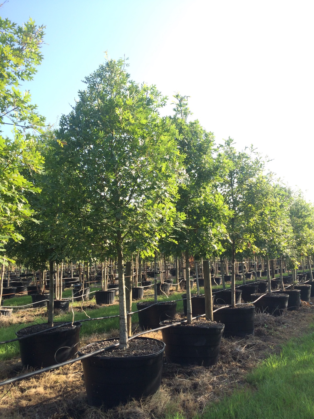 Red Oak | Golden Roots Trees